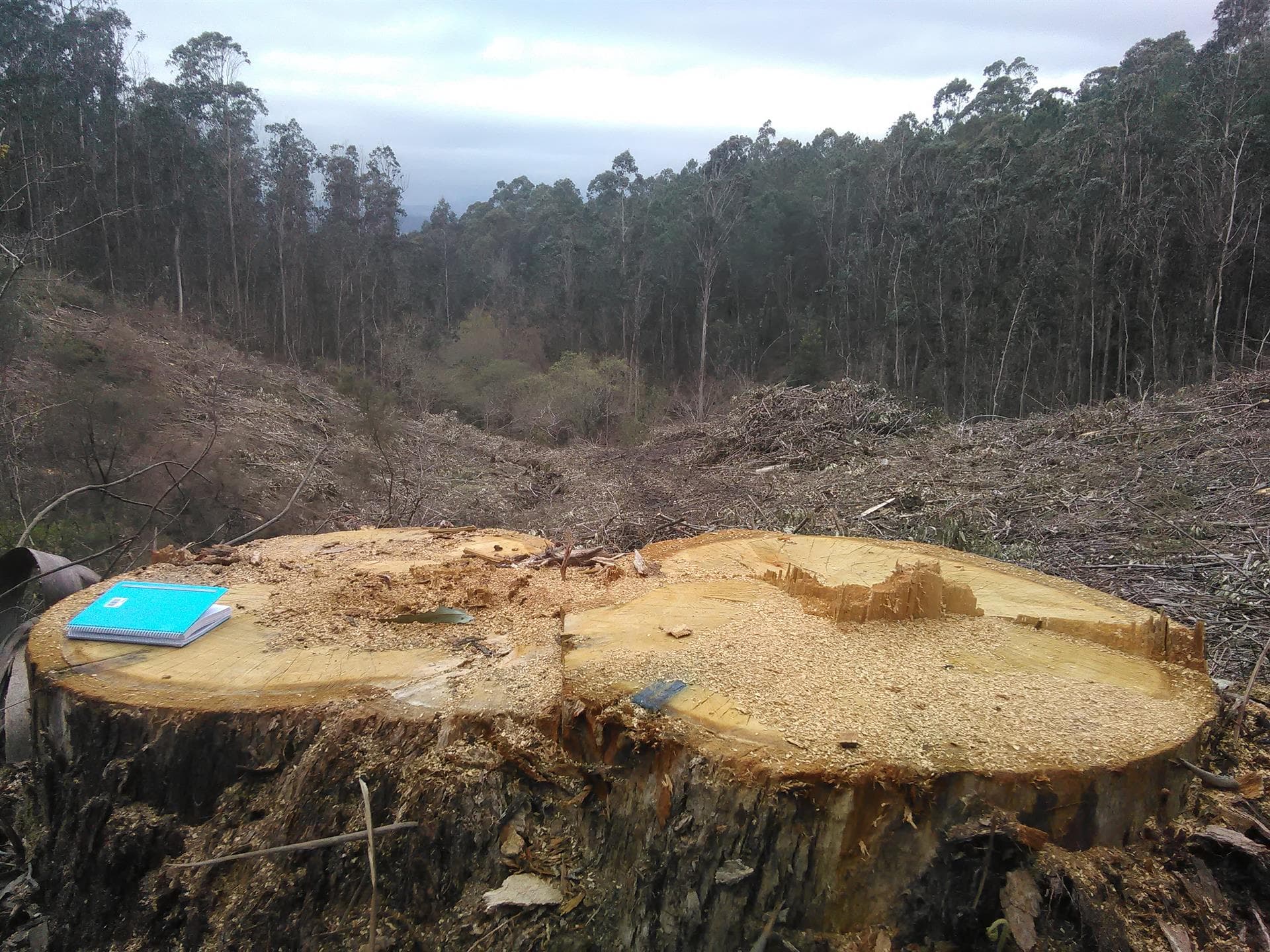 Tasación de madera